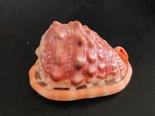 Conchiglia shell cypraecassis usato  Piombino