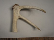 stag handles for sale stag handles for sale KING'S LYNN