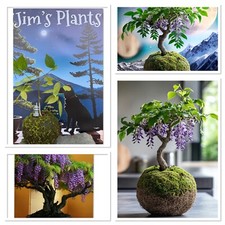 Wisteria bonsai starter for sale  CAERNARFON
