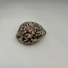 Cypraea tigris tiger for sale  Franklinton