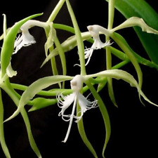 Epidendrum ciliare usato  Tresana