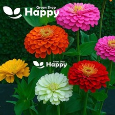 Zinnia dahlia flowered for sale  DONCASTER