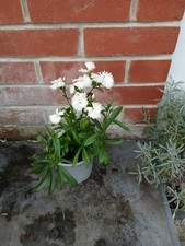 dianthus for sale dianthus for sale  SOUTHAMPTON