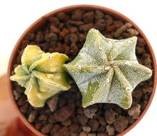 Astrophytum pot two usato  Napoli