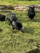 Ayam cemani hatching for sale  DENBIGH