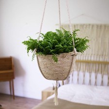 Jolíe musehanging planter for sale  ABINGDON