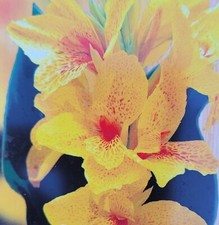 Canna indica tenerife for sale  HORSHAM