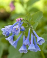 Blue bells bulbs for sale  Mcminnville