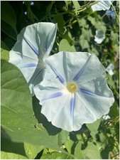 Morning glory ismay for sale  SANDOWN