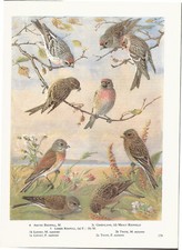Redpoll arctic greenland for sale  DEREHAM