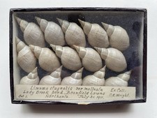 snail shells for sale snail shells for sale LONDON