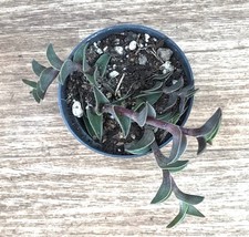 Tradescantia navicularis selte gebraucht kaufen  Sömmerda