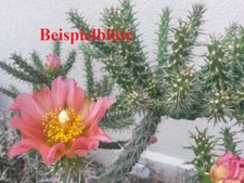 Cylindropuntia aff spinosior gebraucht kaufen  Mönchengladbach