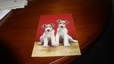 fox terrier gebraucht kaufen fox terrier gebraucht kaufen Oschatz