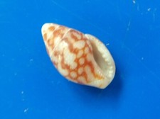 coquillage nouvelle caledonie d'occasion coquillage nouvelle caledonie d'occasion  Brioude