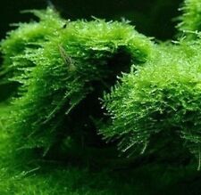 Aquarium pflanzen moos gebraucht kaufen  Ruhpolding