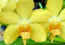 Ascocenda vanda hybride gebraucht kaufen  Augsburg