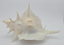 Alabastro Muricidae Siratus - 136,51 mm (5,4 pol) - Lindo - Elegantemente frisado comprar usado  Enviando para Brazil