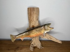Gorgeous rainbow trout for sale  Annandale