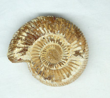 Ammonite fossil for sale  PERTH