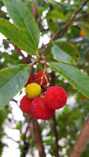Arbutus unedo arbousier d'occasion  Mont-près-Chambord