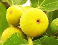 Sementes de ficus carica branco madeira figo semillas grãos comprar usado  Enviando para Brazil