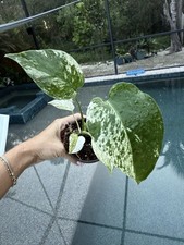 Monstera mint actual for sale  Bradenton