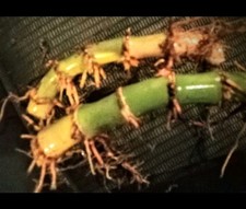 Pack rhizomes fresh for sale  Lebanon