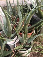 Aloé vera aloe d'occasion  Fos-sur-Mer