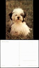 Ansichtskarte shih tzu gebraucht kaufen  Ortrand