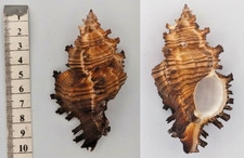 Collectible shell murex for sale  Shipping to Ireland