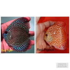 Pack discus fish for sale  San Jose