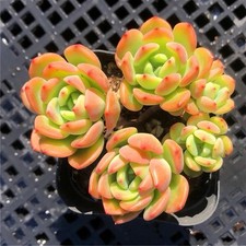 Rare rooted echeveria for sale  HULL