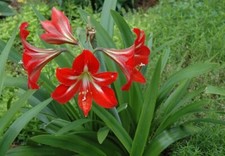 Big bulb amaryllis for sale  Cypress