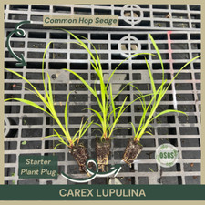 Carex lupulina common for sale  Portville