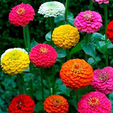 Zinnia california giant for sale  Berwyn