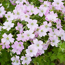 Geranium dreamland hardy for sale  UK