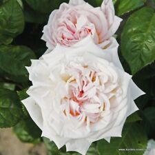Edelrose madame anisette gebraucht kaufen  Rinteln