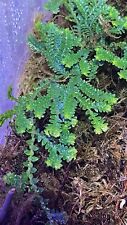 Selaginella uncinata for sale  BRISTOL