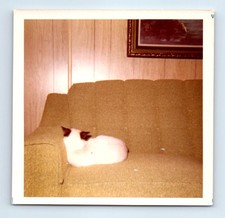 Foto antiga vintage colorida quadrada GATO NO SOFÁ EM CASA MÓVEL 1972 FOTO INSTANTÂNEA comprar usado Foto antiga vintage colorida quadrada GATO NO SOFÁ EM CASA MÓVEL 1972 FOTO INSTANTÂNEA comprar usado  Enviando para Brazil
