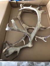 caribou antlers for sale caribou antlers for sale Joliet
