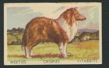 COLLIE ROUGH  1950'S WEETIES VITABRITS FAVOURITE DOGS DOG TRADE CARD #14 comprar usado COLLIE ROUGH  1950'S WEETIES VITABRITS FAVOURITE DOGS DOG TRADE CARD #14 comprar usado  Enviando para Brazil