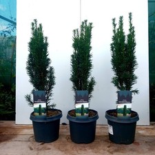 Taxus baccata fastigiata for sale Taxus baccata fastigiata for sale  LANCASTER