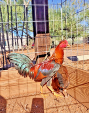 Claiborne toppie stag for sale  Nogales
