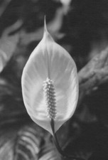 Close beautiful flower for sale  Mission