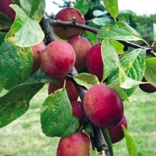 Victoria plum tree for sale  UK