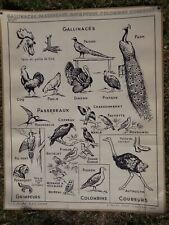 Ancienne affiche scolaire d'occasion  Bourgueil