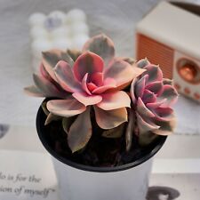 Echeveria rainbow live for sale  Northport