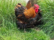 Large fowl golden for sale  YORK