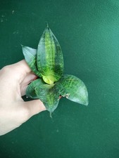 Sansevieria hahnii siebert for sale  STOCKPORT